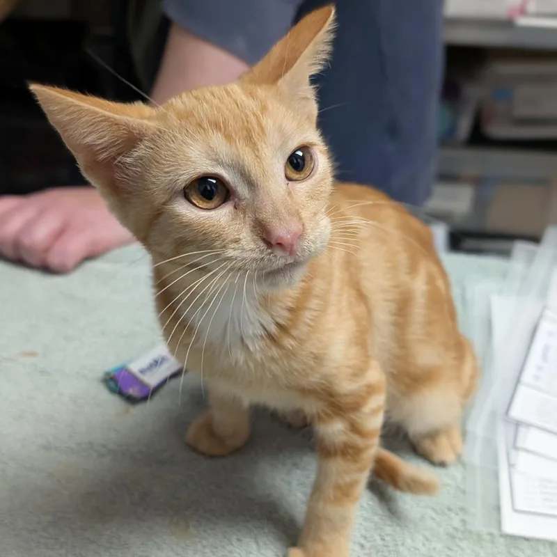 A baby small-sized female Domestic Short Hair cat named Picolette for adoption in Brookfield, WI