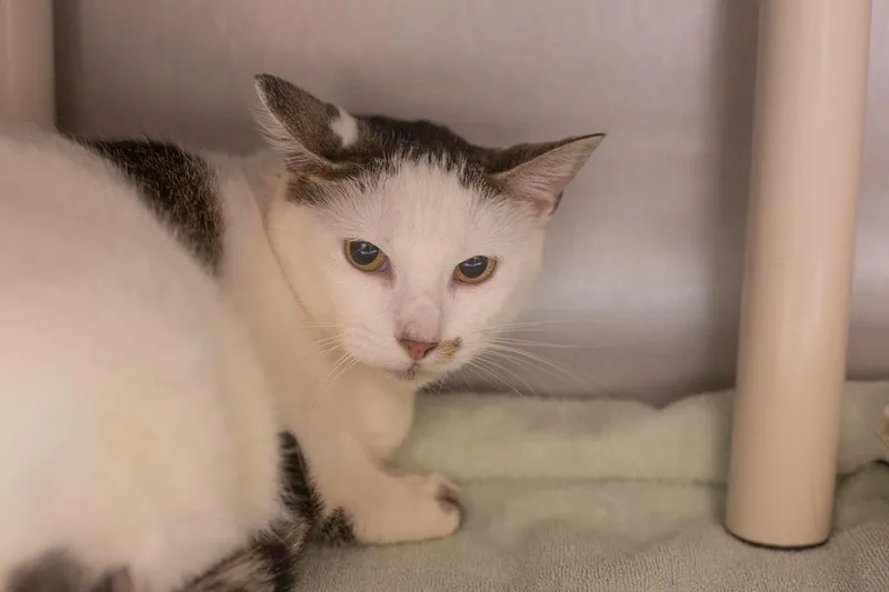 An adult large-sized female Domestic Short Hair cat named Coconut for adoption in Mountain Home, AR