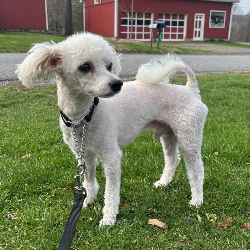 An adult small-sized male White / Cream Poodle dog named Otto for adoption in Schnecksville, PA