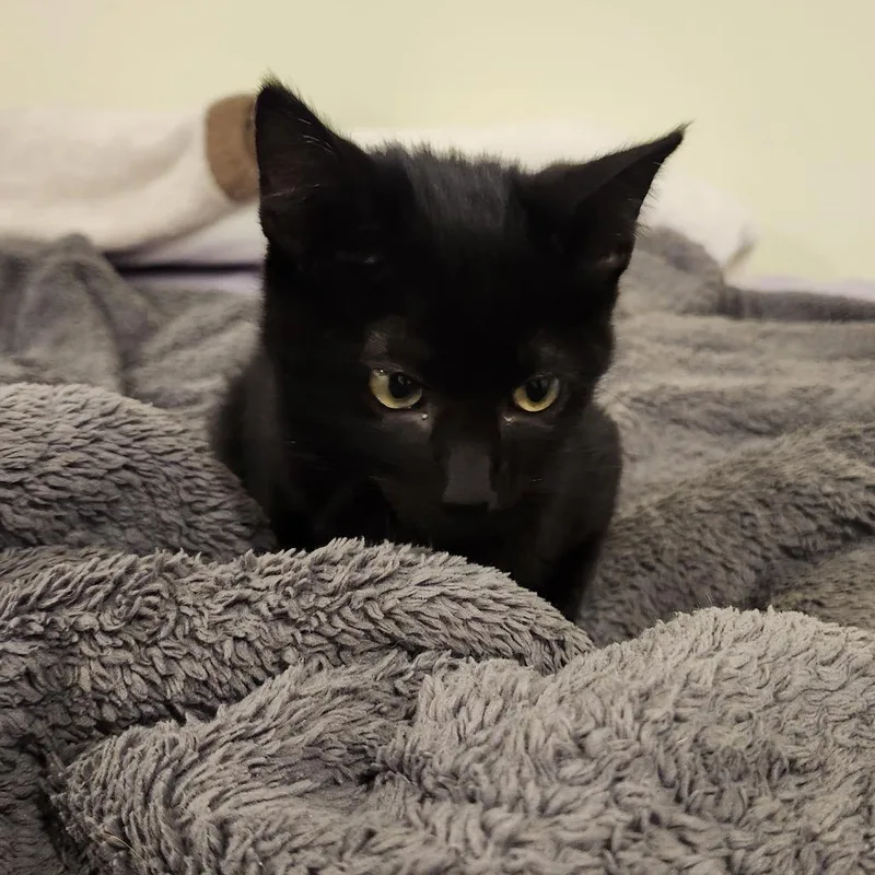 A baby medium-sized male Black Domestic Short Hair cat named Bongo for adoption in South Elgin, IL