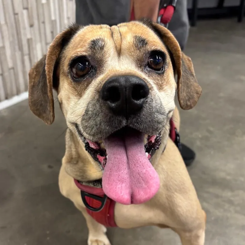 A senior medium-sized female Pug dog named Daisy for adoption in Tampa, FL