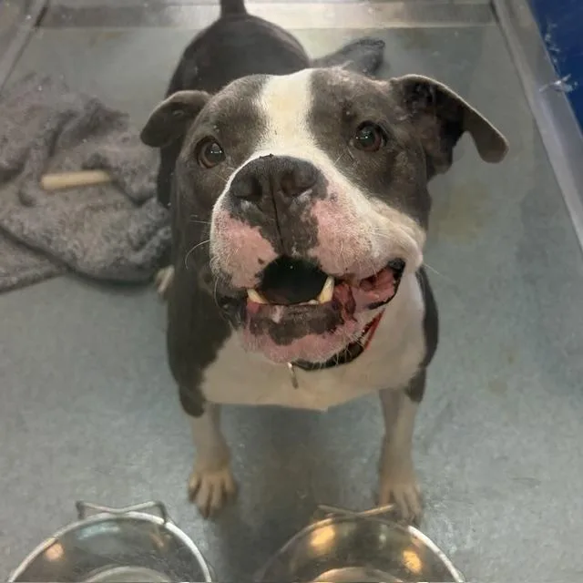 A young medium-sized male Pit Bull Terrier dog named Nico for adoption in Indianapolis, IN