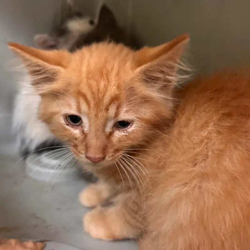 A baby small-sized male Orange / Red Domestic Medium Hair cat named Saratoga for adoption in Lynchburg, VA