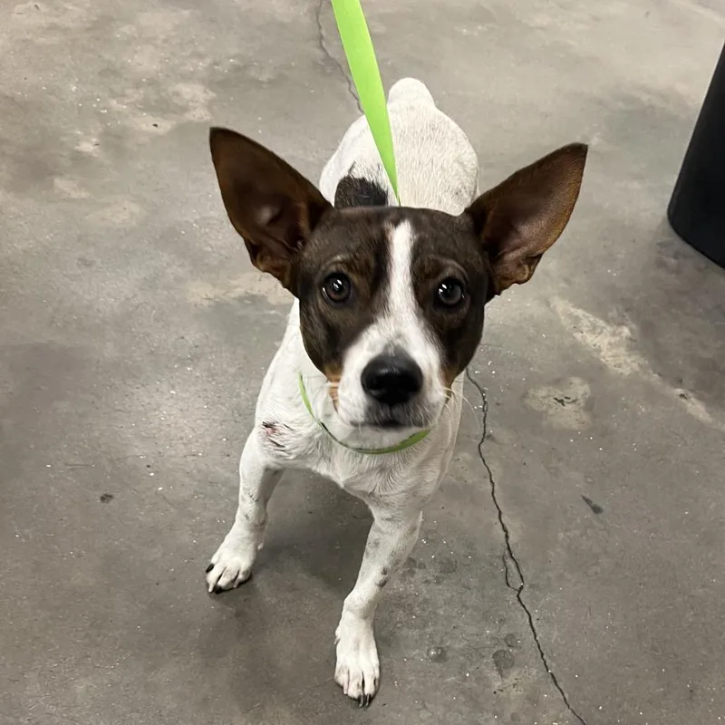 Roscoe