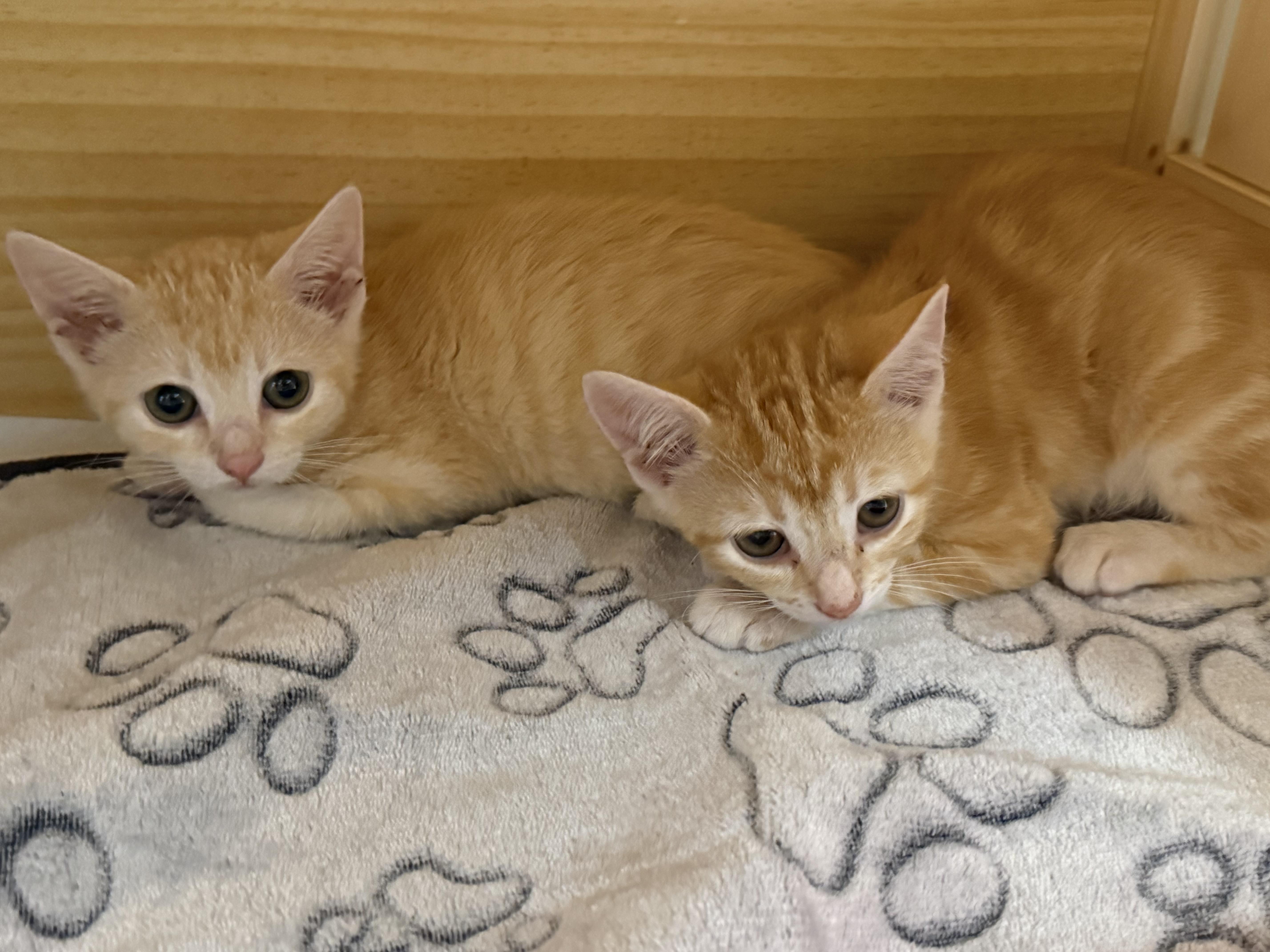 A baby medium-sized male Tabby (Orange / Red) Domestic Short Hair cat named John for adoption in Houston, TX