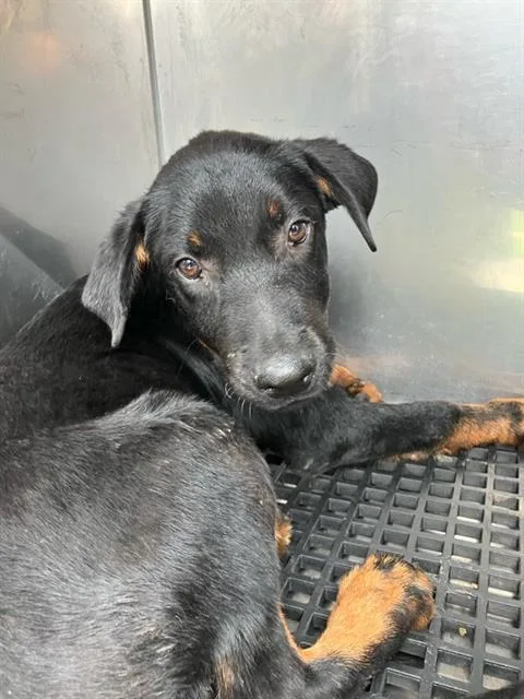 A baby medium-sized female Mixed Breed dog named Tanie for adoption in Dallas, TX