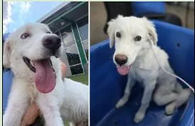 A baby large-sized male White / Cream Great Pyrenees dog named Ty for adoption in Boulder, CO