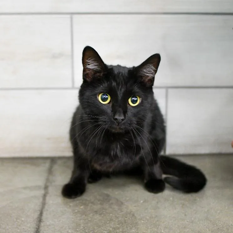 An adult small-sized female Black Domestic Short Hair cat named Binx for adoption in West Jordan, UT