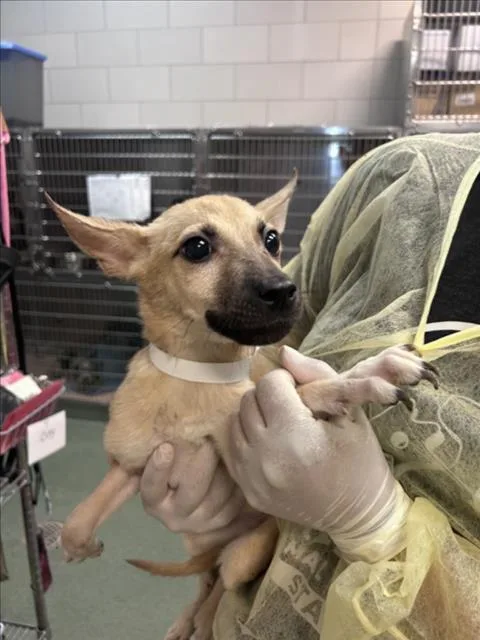 A baby small-sized female Mixed Breed dog named Rosa for adoption in Santa Fe, NM