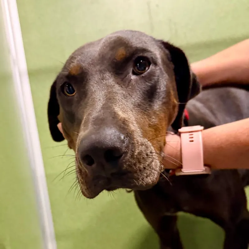 An adult medium-sized female Brindle Catahoula Leopard Dog dog named Elsa  Missouri for adoption in Peyton, CO