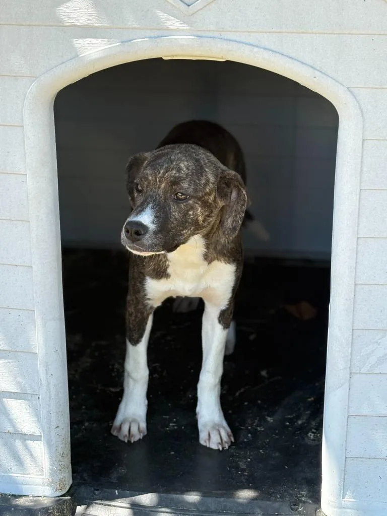 A young medium-sized female Mixed Breed dog named Four for adoption in Effingham, SC