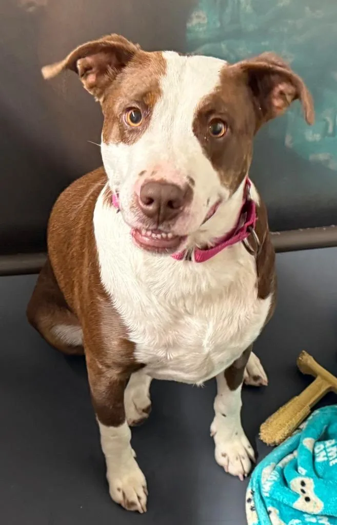 An adult medium-sized female Brown / Chocolate Pit Bull Terrier dog named Missy for adoption in Amery, WI