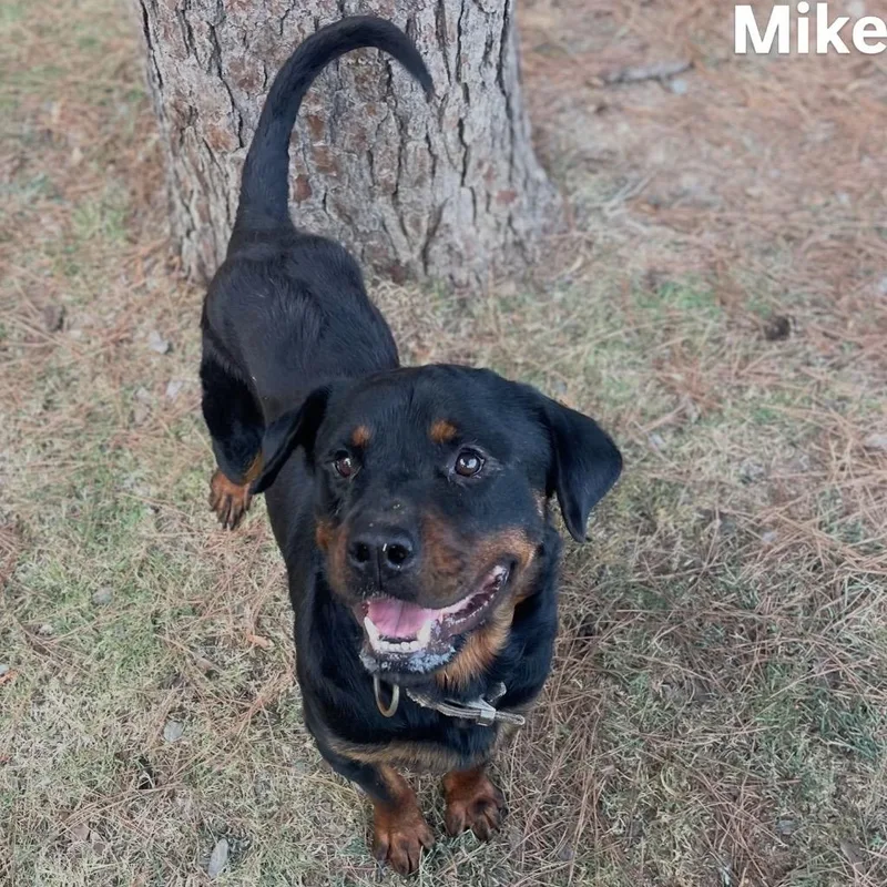 Mike thumbnail 3