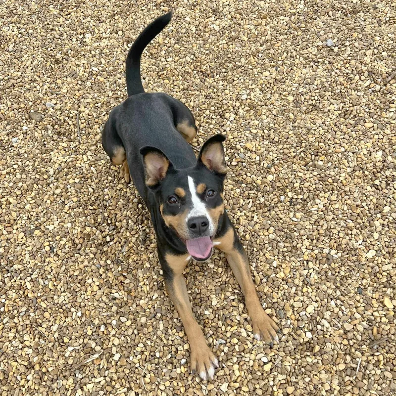 An adult medium-sized female Tricolor (Brown, Black, & White) Mixed Breed dog named Ava Marie for adoption in Anniston, AL