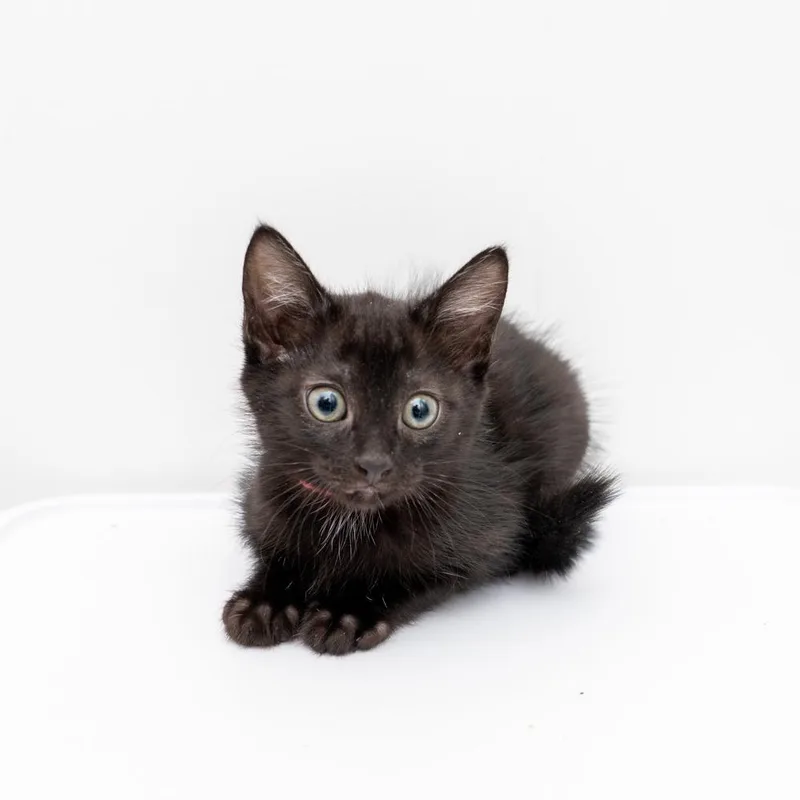A baby small-sized female Black Domestic Short Hair cat named Kat for adoption in New York, NY