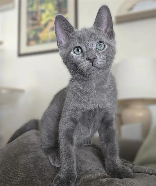 A baby small-sized male Domestic Short Hair cat named Mani for adoption in Sacramento, CA