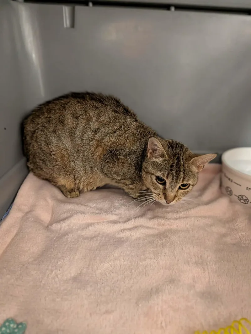 An adult medium-sized female Tabby (Brown / Chocolate) Domestic Short Hair cat named Garlic for adoption in Chambersburg, PA