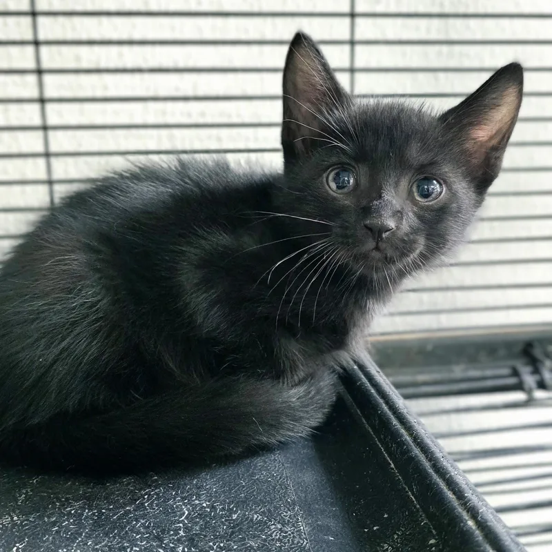 A baby medium-sized male Tabby (Brown / Chocolate) Domestic Short Hair cat named Justin for adoption in Mount Carmel, IL