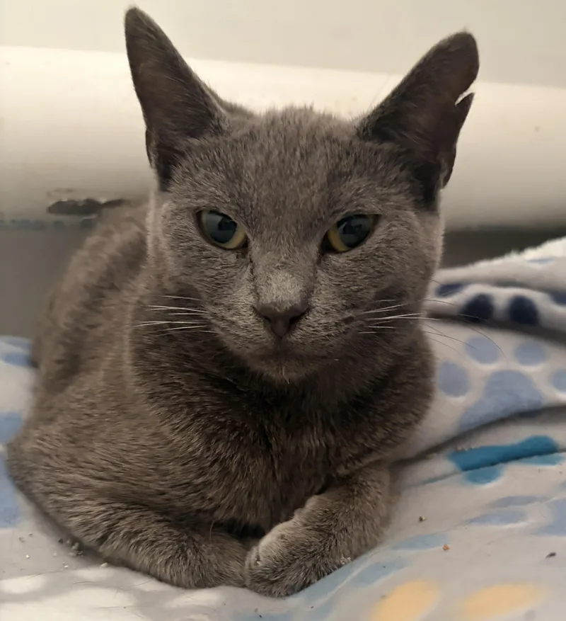 A baby medium-sized female Gray / Blue / Silver Domestic Short Hair cat named Evelyn for adoption in Greensburg, PA