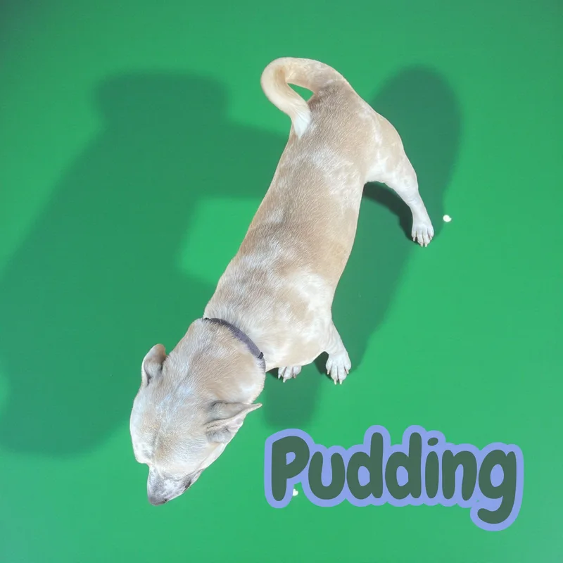 Pudding thumbnail 3