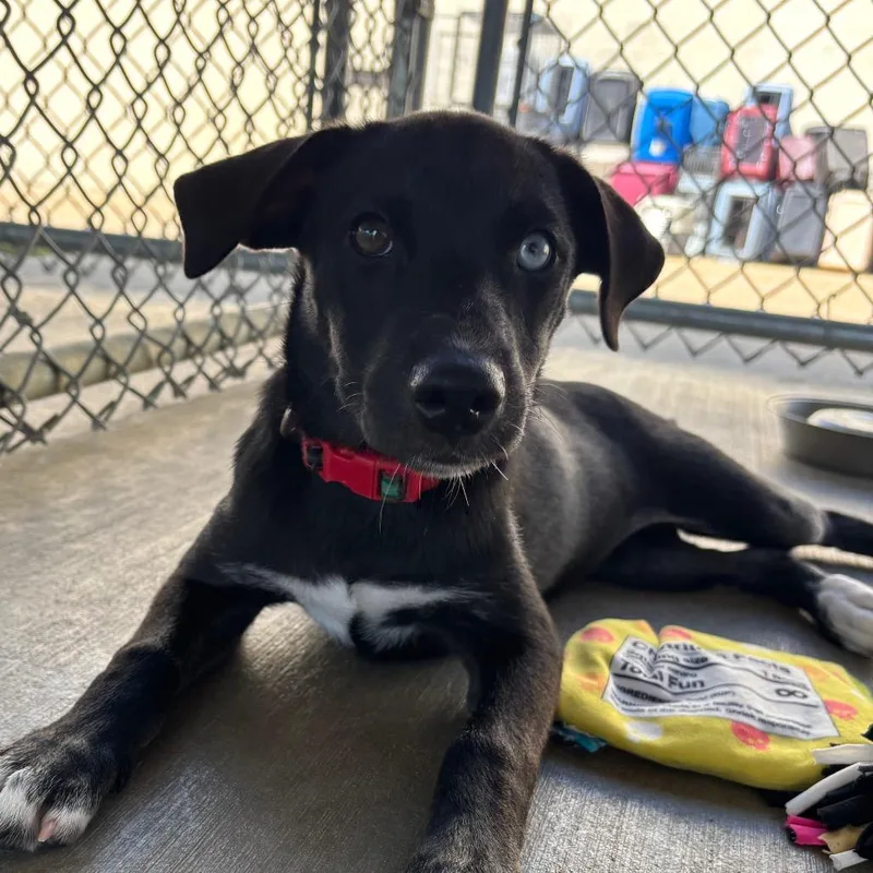 A baby small-sized female Black Mixed Breed dog named Paris for adoption in Brookfield, WI