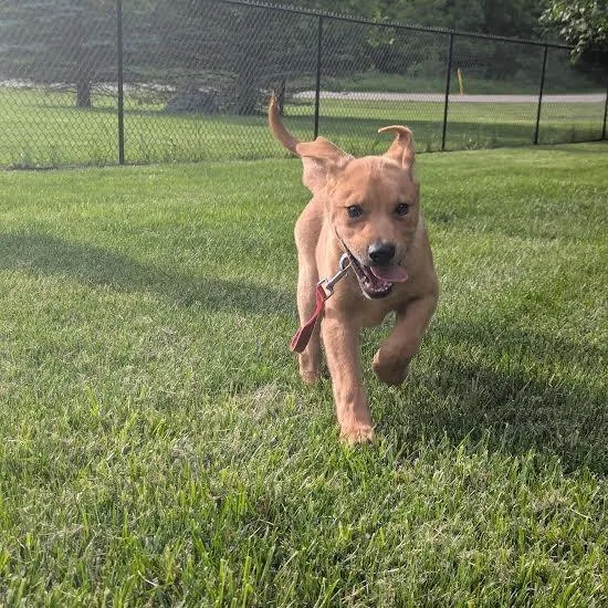 A baby medium-sized male Yellow / Tan / Blond / Fawn Retriever dog named Lucky for adoption in South Elgin, IL