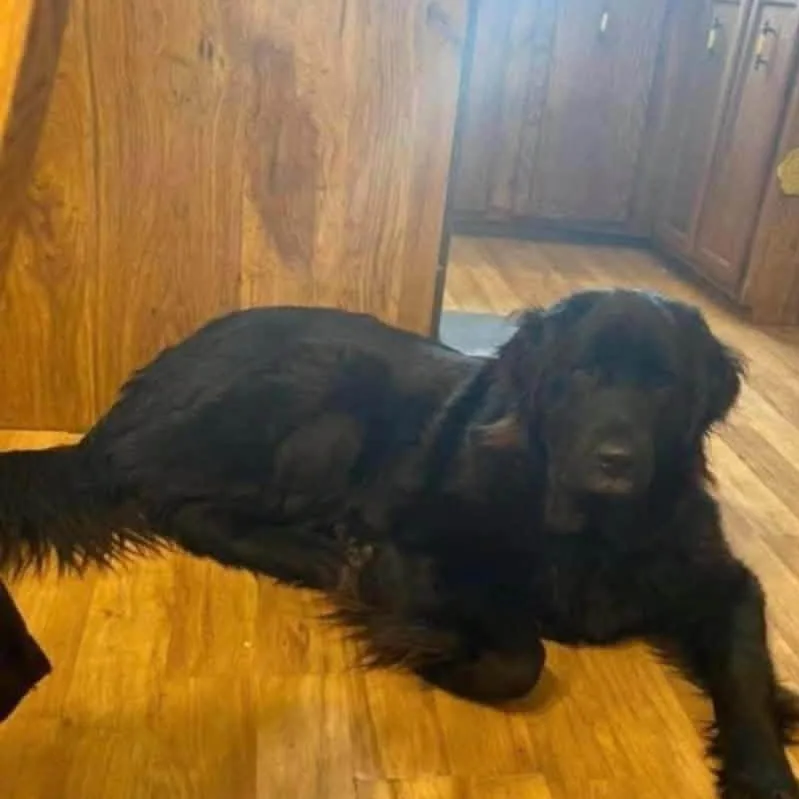 An adult large-sized female Newfoundland Dog dog named Maddie for adoption in Mora, MN