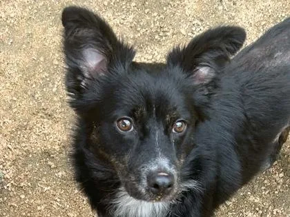 An adult small-sized female Black Mixed Breed dog named Geronimo for adoption in Georgetown, TX