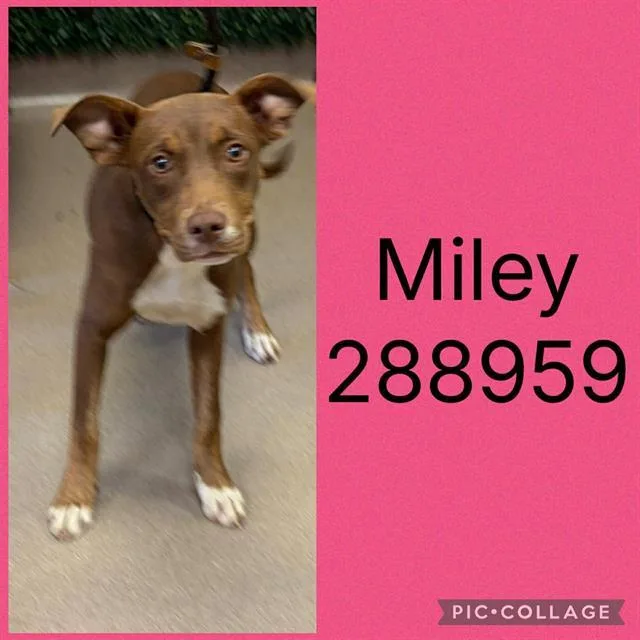 A young small-sized female Mixed Breed dog named Miley for adoption in Macon, GA