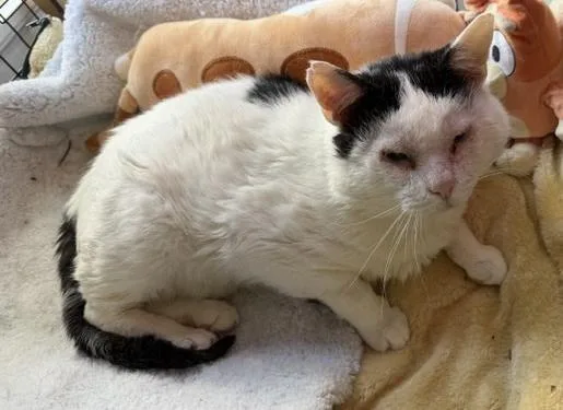 An adult medium-sized male Domestic Short Hair cat named Mr. Mistofoleas aka Blizzard for adoption in Windsor, CT