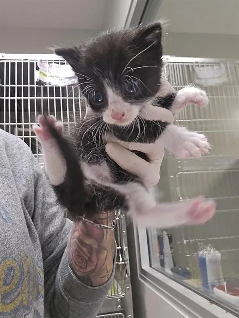 A baby small-sized male Domestic Short Hair cat named Bob for adoption in Thousand Palms, CA