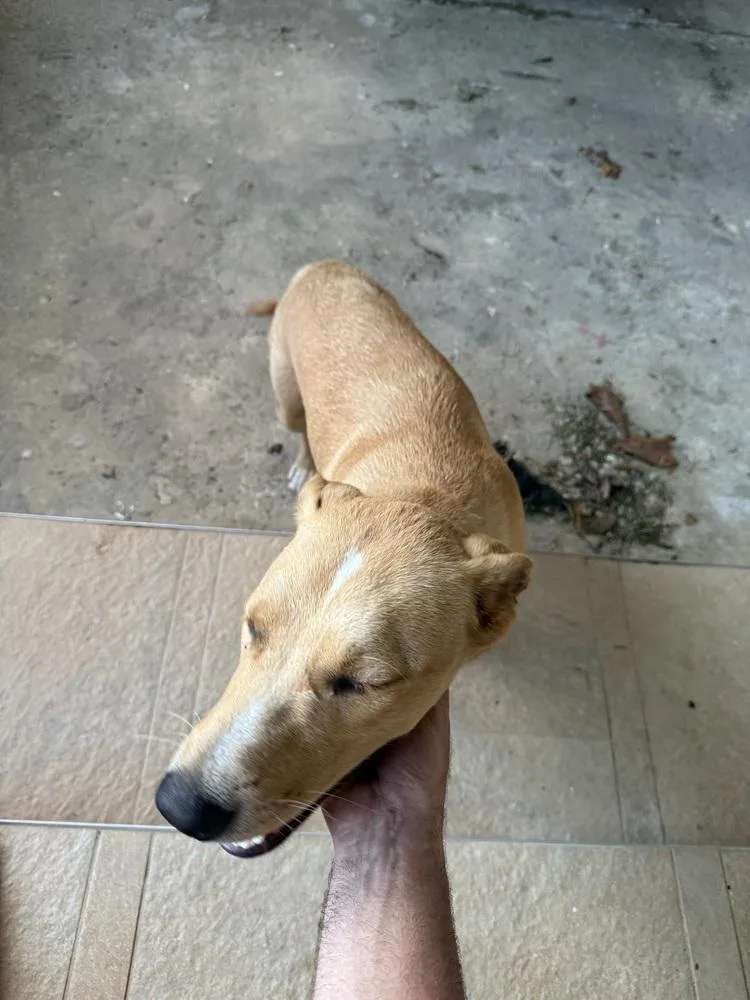 A young large-sized female Mixed Breed dog named Artemisa for adoption in Naranjito, PR