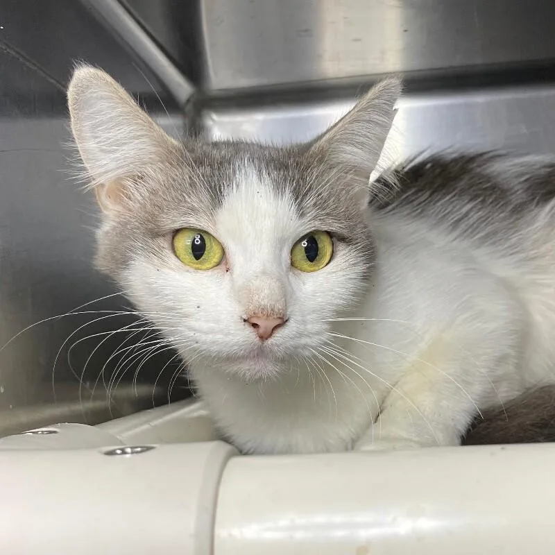 An adult medium-sized female Domestic Short Hair cat named Chai for adoption in Roanoke, VA