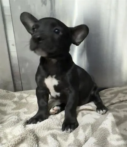 A baby small-sized male French Bulldog dog named 61804161 for adoption in El Paso, TX