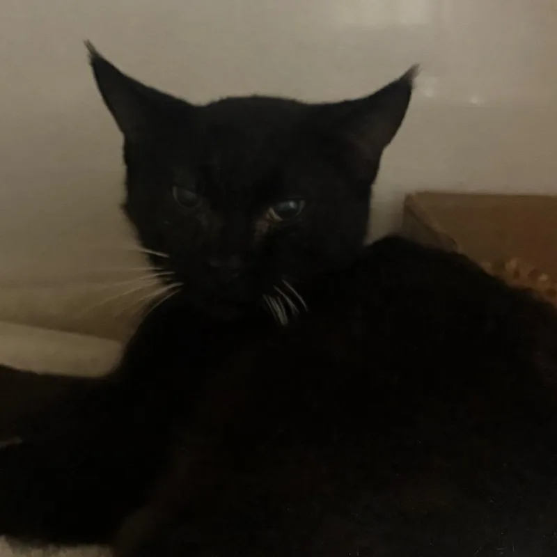 An adult medium-sized female Black Domestic Short Hair cat named Mrs. Whiskers for adoption in Yuma, AZ