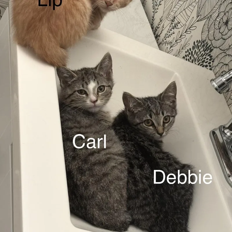 A baby small-sized female Brown / Chocolate Domestic Short Hair cat named Debbie for adoption in Hamburg, NY