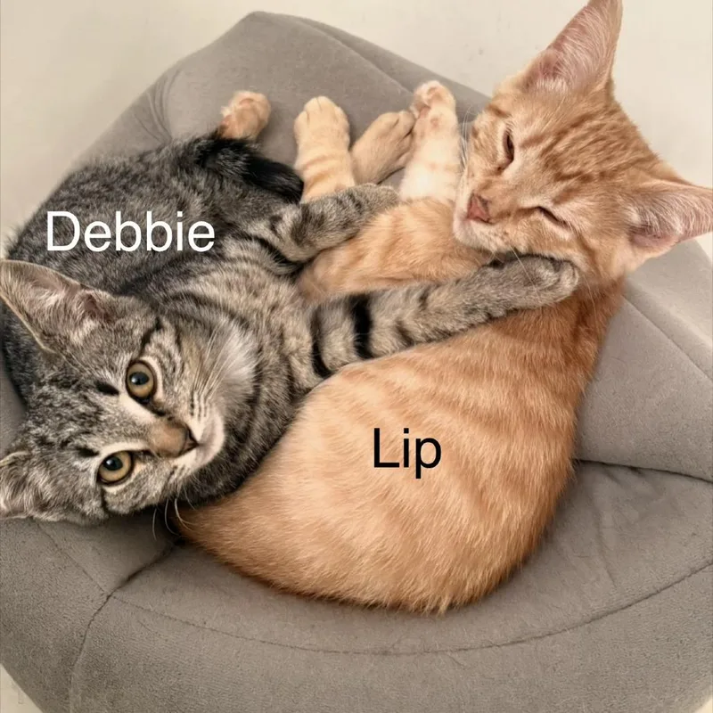 Debbie thumbnail 2