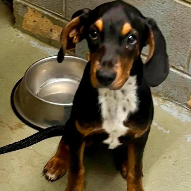 A baby small-sized female Black Hound dog named Sierra for adoption in Falls Church, VA
