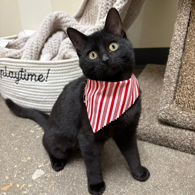 Biscuits thumbnail 2