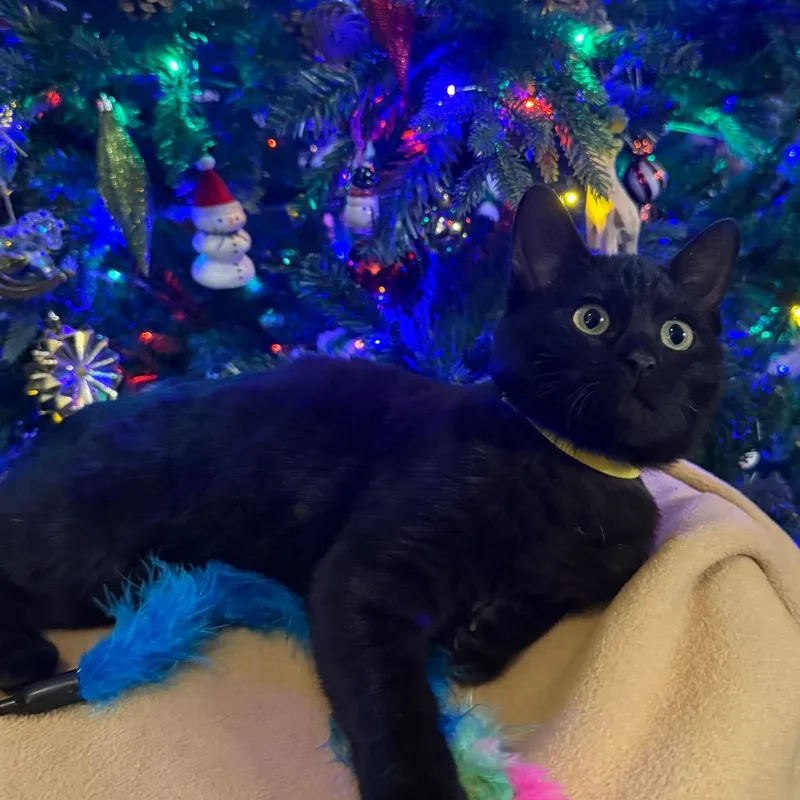 Biscuits thumbnail 3