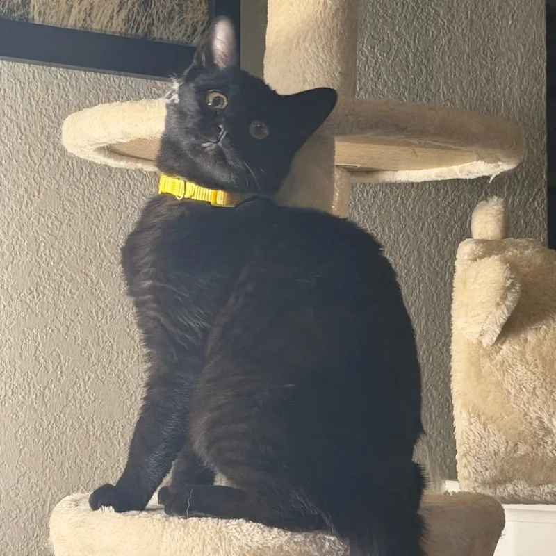 Biscuits thumbnail 4