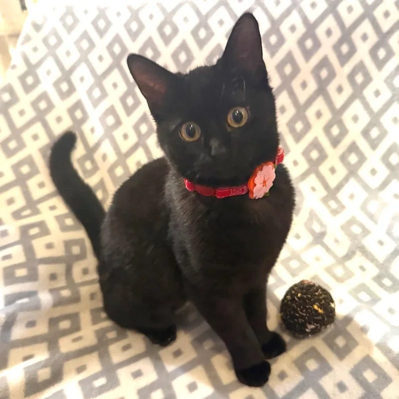 Biscuits thumbnail 5