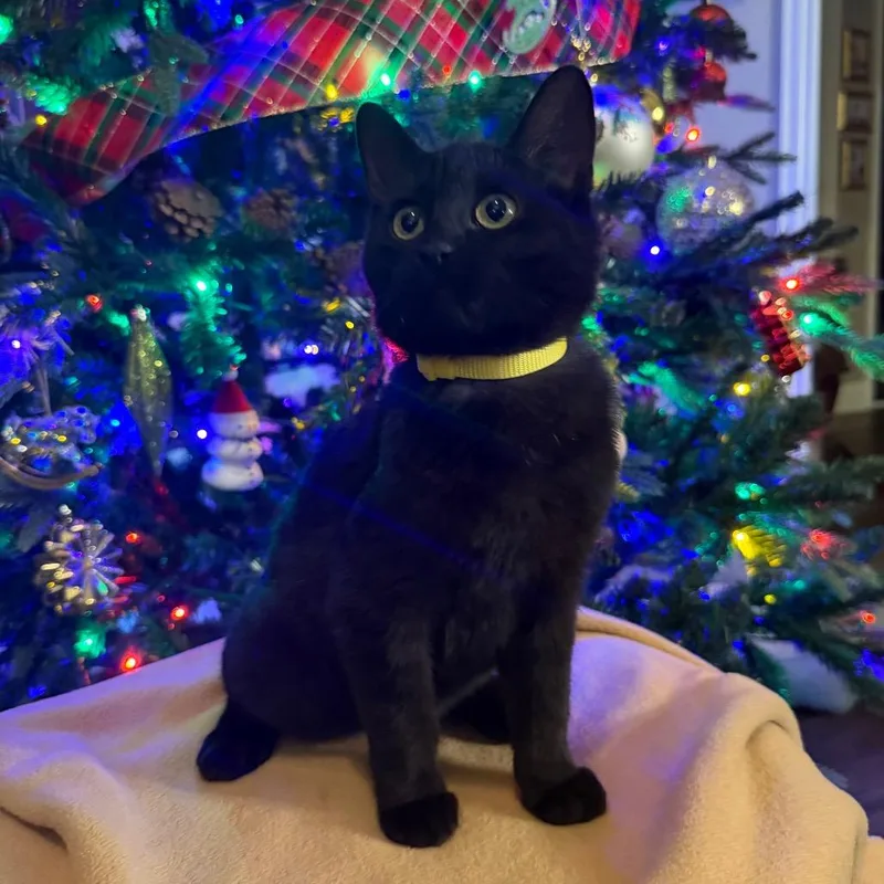 Biscuits thumbnail 6