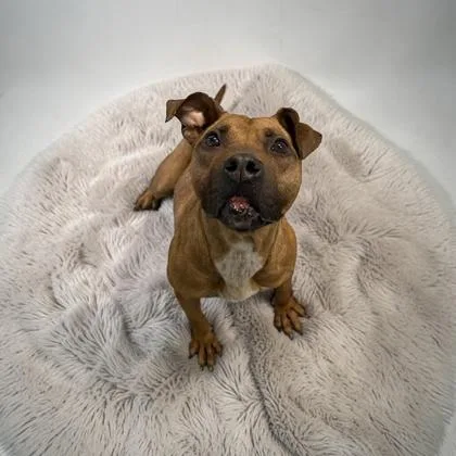An adult medium-sized female American Staffordshire Terrier dog named Sophie for adoption in Cumberland, MD