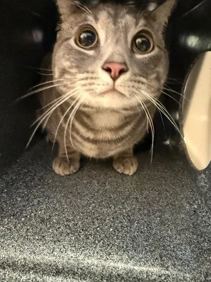 An adult medium-sized male Domestic Short Hair cat named Potato for adoption in Washington, DC