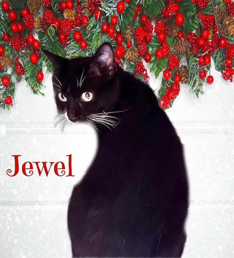 An adult medium-sized female Black & White / Tuxedo Domestic Short Hair cat named Jewel for adoption in Culpeper, VA