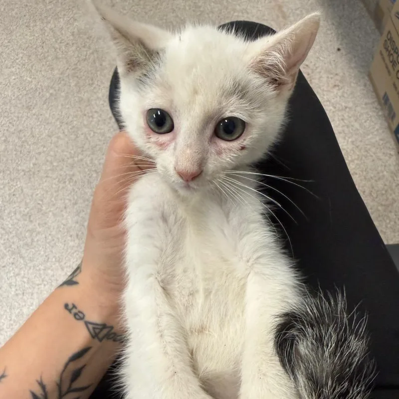 A baby small-sized male White Domestic Short Hair cat named Justice for adoption in Horn Lake, MS