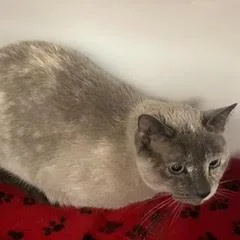 An adult medium-sized female Siamese cat named Millicent for adoption in Green Valley, AZ