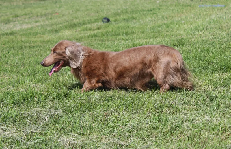 A senior small-sized male Bicolor Dachshund dog named Aristotle for adoption in Neosho, MO