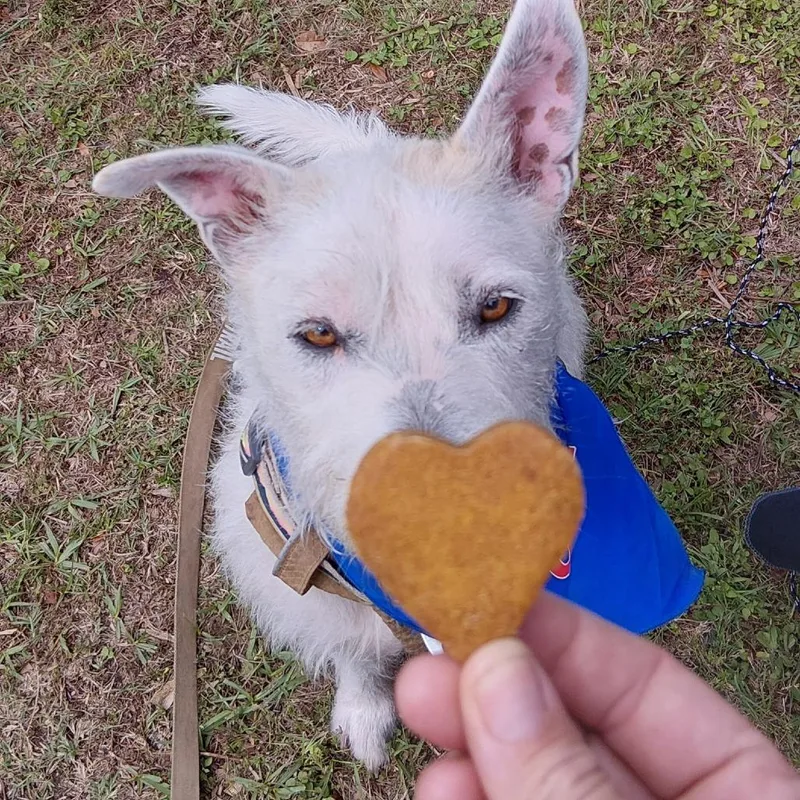 An adult medium-sized male White / Cream Wirehaired Terrier dog named Micha for adoption in Cleveland, TX